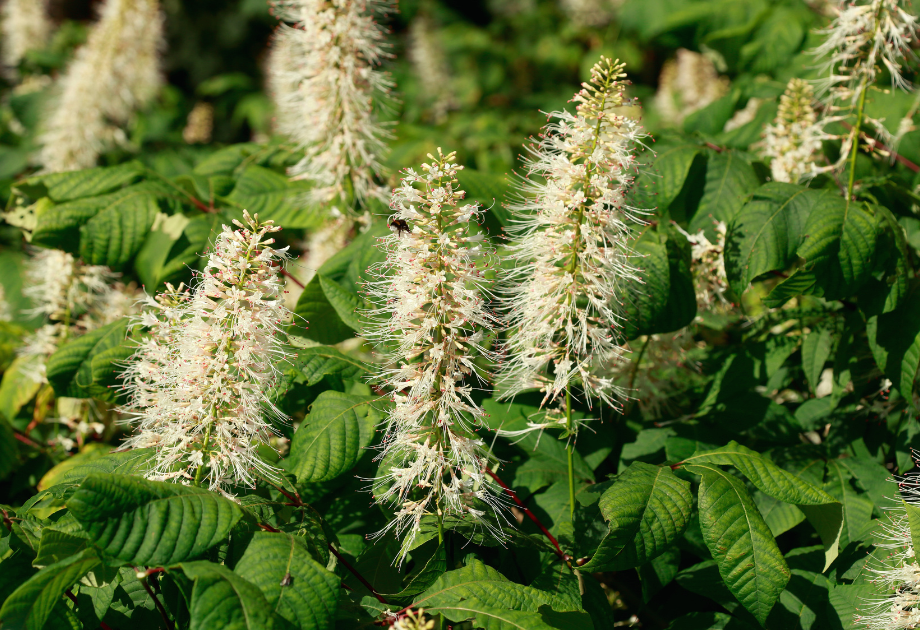 Bottlebrush Buckeye